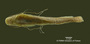 Pimelodella serrata FMNH 57979 holo v